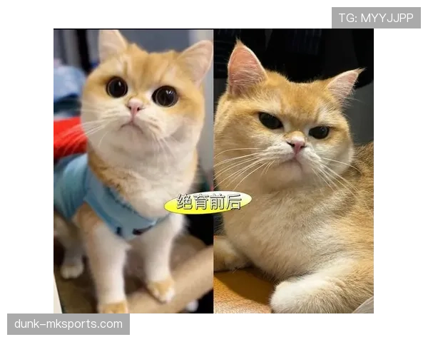 马龙赛场像个冰山，家里却铺地毯还养猫？这反差让人头大